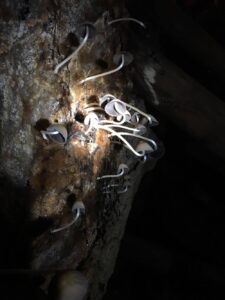 Funghi nelle grotte Germania