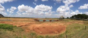 Elefanti nello Tsavo Est